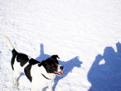 Benny-Focused-in-snow