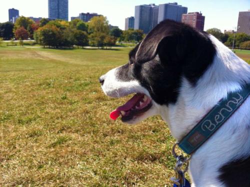 Benny - King of the hill (Montrose Harbor)