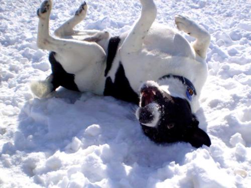 Benny-Rolling-in-the-snow