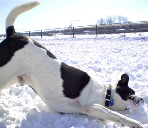 Benny-doing-the-diving-Whal-in-snow