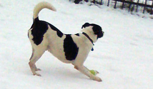 Benny-playing-with-Tennis-Ball