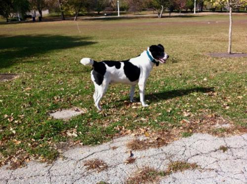 Watching squirrels