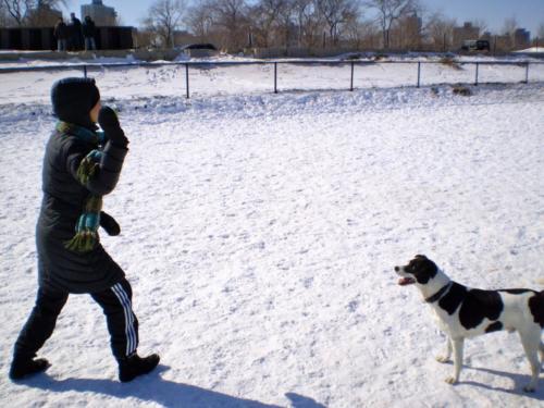 MJ & Benny playing fetch in snow