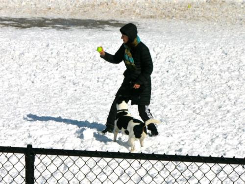 MJ & Benny playing fetch in snow (2)