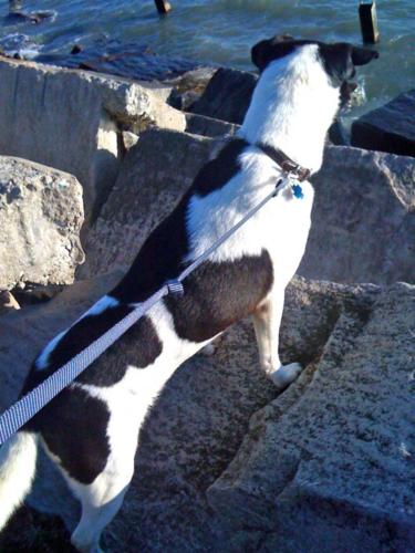 benny-looking-at-the-lake