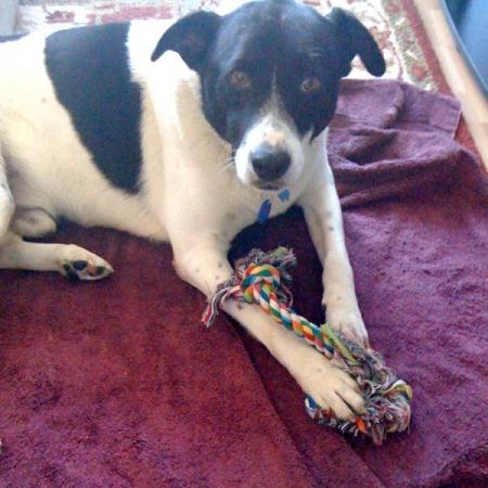 Benny with his rope toy